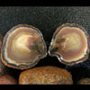 El Sueco Select Agate Nodules