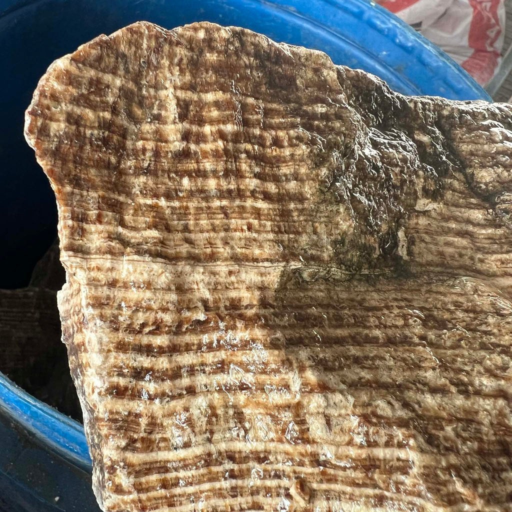 Turkish Brown Aragonite