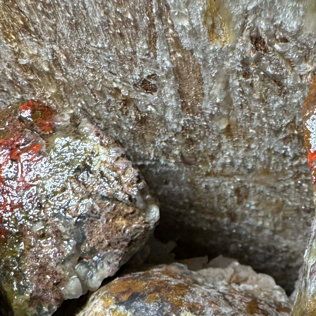 Indonesian Yellow and Red Moss