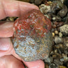 Mexican Agate Old Stock