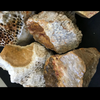 Indonesian Agatized Coral