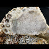 Indonesian Agatized Coral