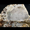 Indonesian Petrified Coral