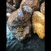 Coyamito Specimen Grade Agate Rough  (Price per pound)