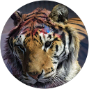 Patti NH profile picture